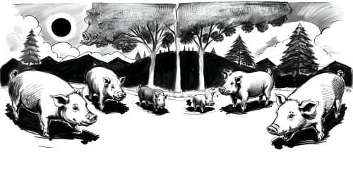 five pigs wearing tophats and darkglasses eating ham sandwiches pen and ink